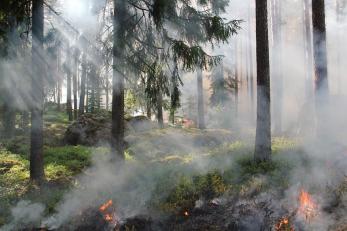 Jak walczy się w Europie z pożarami lasów